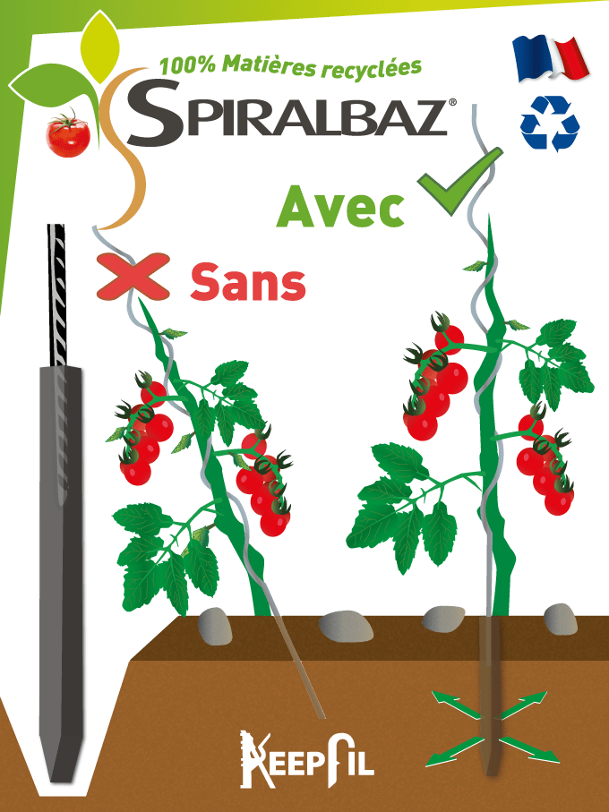SPIRALBAZ - Base pour tuteur spirale